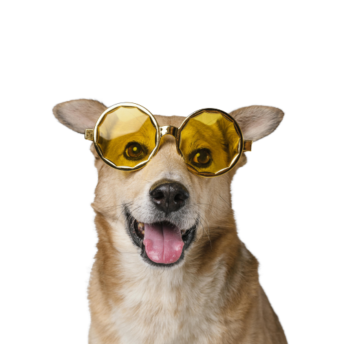 Cute Dog Wearing Sunglasses