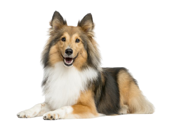 Klinik Köpek Görseli